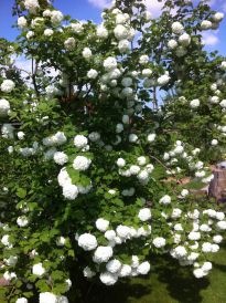 Gartenfreunde Böblingen e. V. · Bildergalerie Allgemein 01