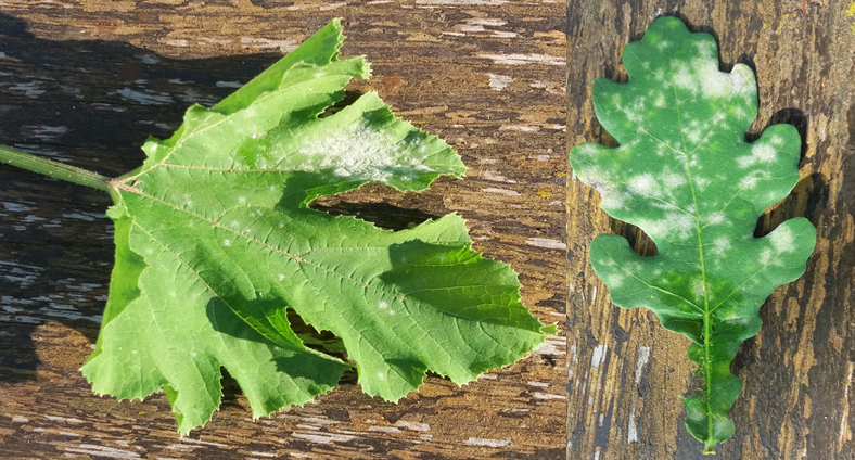 files/Redaktion/Gartentipps/Bilder/Bilder 2017/Echter Mehltau.png