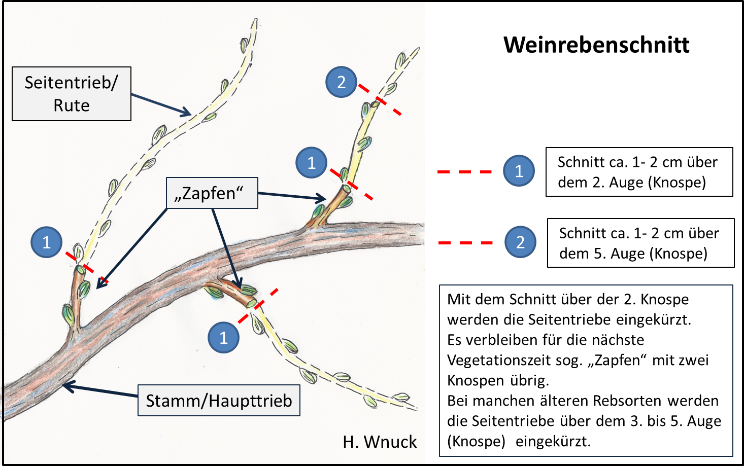 files/Redaktion/Gartentipps/Bilder/JAHR 2015/Skizze Weinreben Schnitt.png