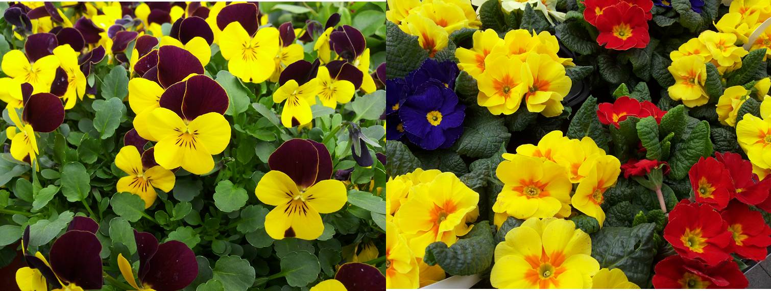 files/Redaktion/Gartentipps/Bilder/JAHR 2016/Blumenpracht im April 2016.jpg