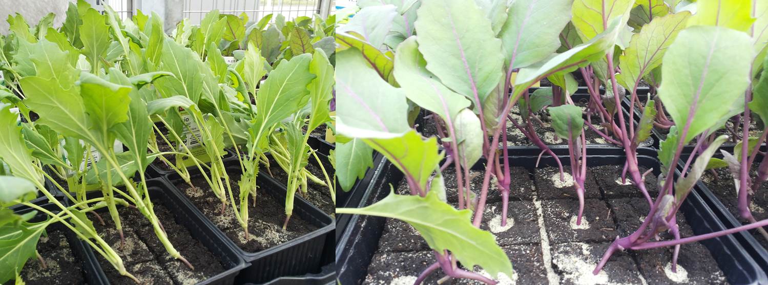 files/Redaktion/Gartentipps/Bilder/JAHR 2016/Kohlrabi Setzlinge.jpg